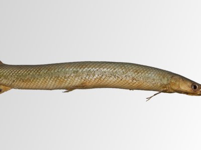 Needlenose gar