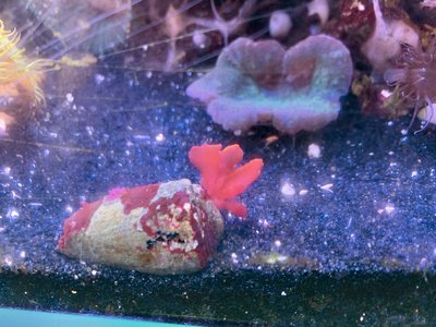 Nemastoma