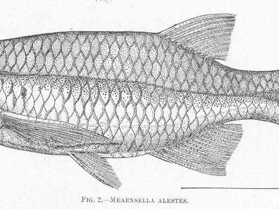 Nematabramis