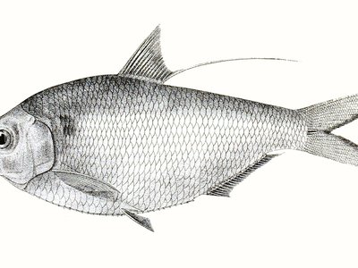 Nematalosa nasus