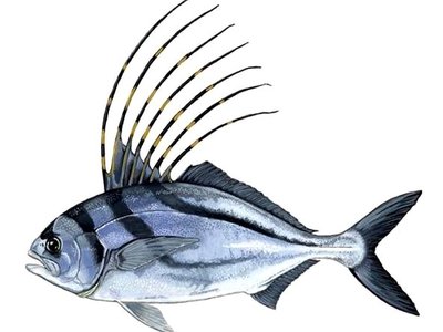 Nematistius