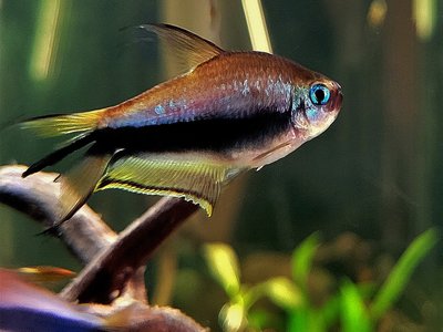 Nematobrycon palmeri