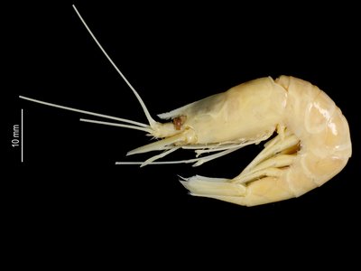 Nematocarcinus