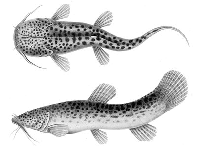 Nematogenys inermis