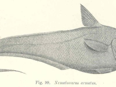 Nematonurus