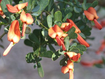 Nematophyllum