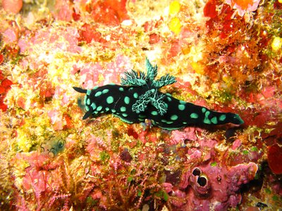 Nembrotha cristata