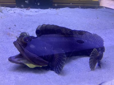 Neoclinus