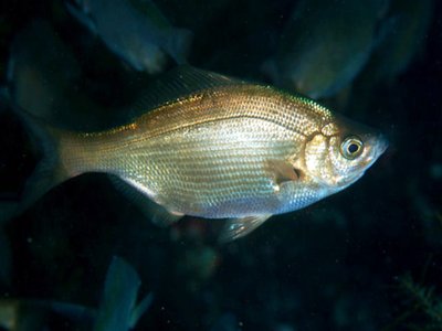 Neoditrema