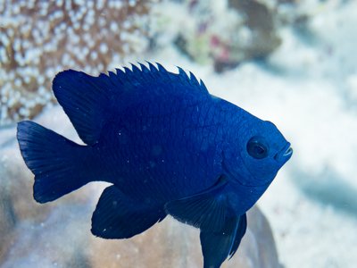 Neoglyphidodon melas