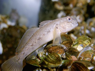 Neogobius