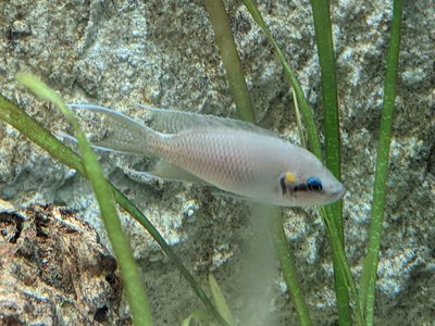 Neolamprologus brichardi