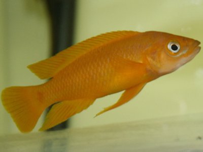 Neolamprologus leleupi