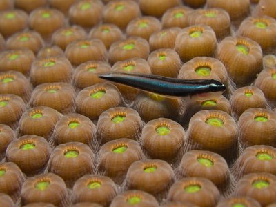 Neon Goby