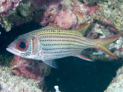Neoniphon argenteus