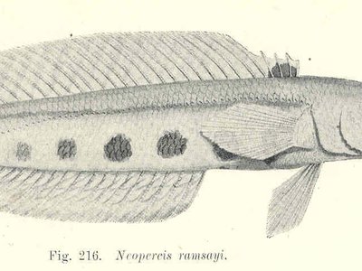 Neopercis