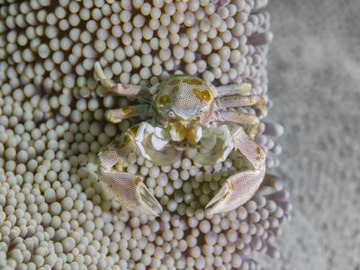 Neopetrolisthes ohshimai