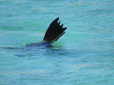 Neophoca cinerea