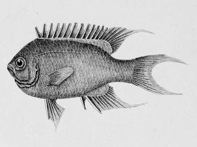 Neopomacentrus