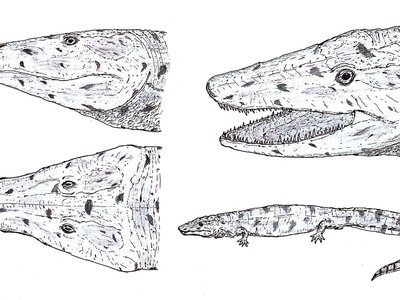 Neopteroplax