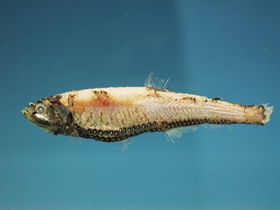 Neoscopelus macrolepidotus