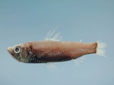 Neoscopelus