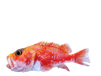 Neoscorpaena