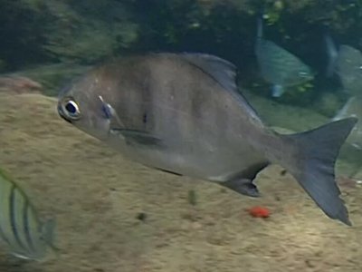Neoscorpis