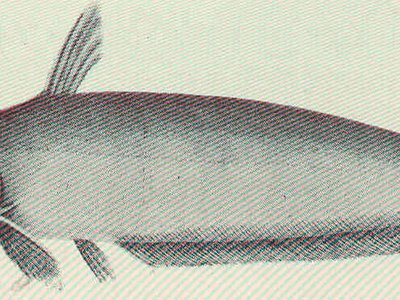 Neosilurus