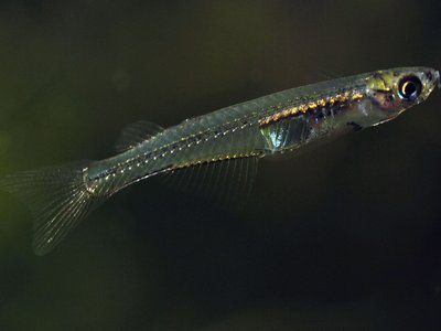 Neostethus
