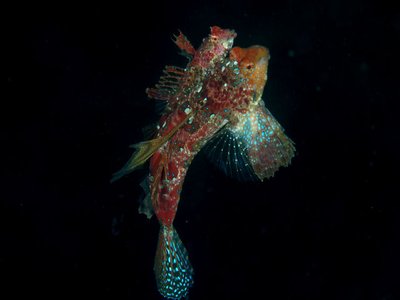 Neosynchiropus ijimae