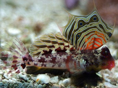 Neosynchiropus ocellatus