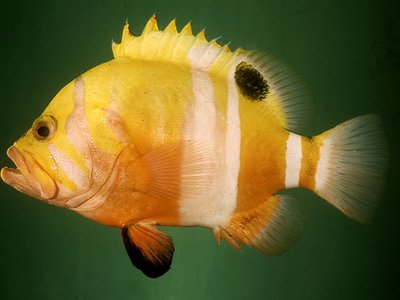 Neptune Grouper