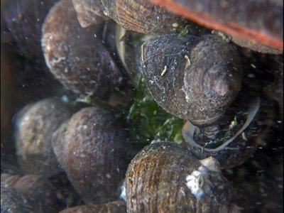 Neritrema