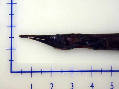 Nessorhamphus