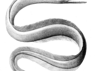 Nettastoma melanurum