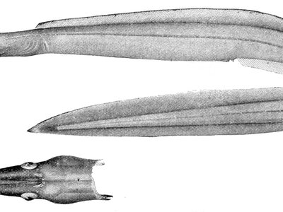 Nettastoma parviceps