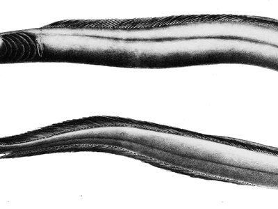 Nettenchelys