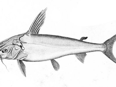 Netuma thalassina