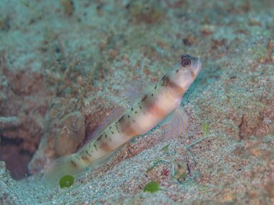 New Caledonia Goby