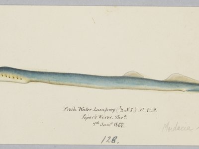 New Zealand lamprey