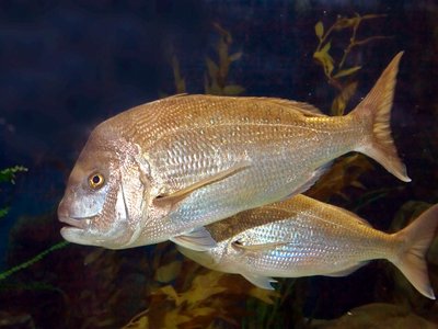 New Zealand Snapper