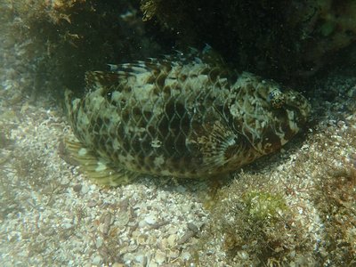 Nicholsina