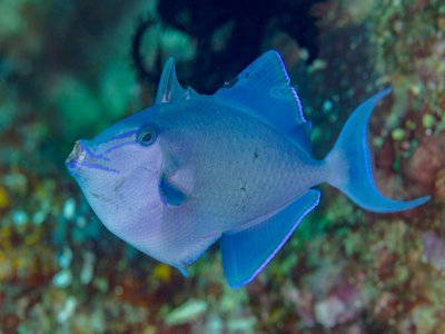 Niger Triggerfish