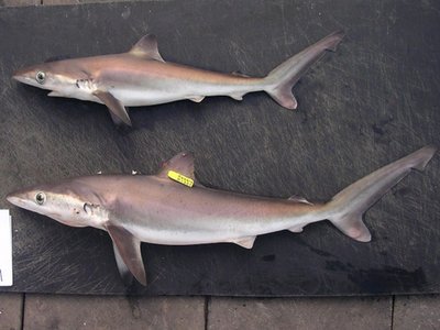 Night Shark
