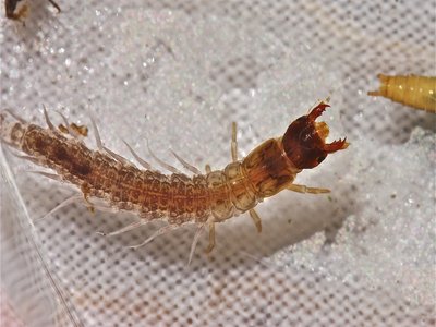 Nigronia