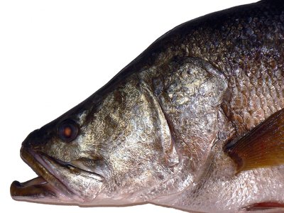 Nile perch