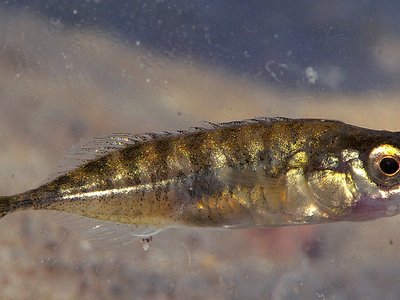 Ninespine Stickleback