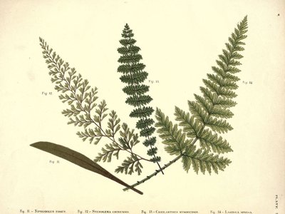 Niphobolus