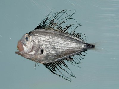 Noble Sea Bream